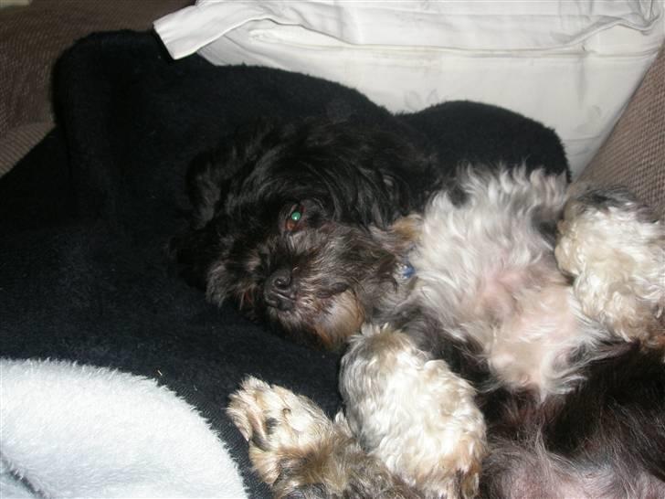 Lhasa apso Bamse - Hvem sagde at jeg havde invaderet alle tæpper og puder i sofaen ! billede 5