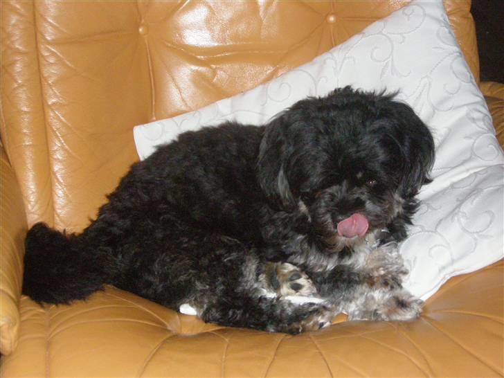 Lhasa apso Bamse - Var der nogen der sagde pølse ? billede 6