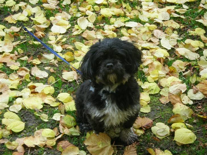 Lhasa apso Bamse - Øv skal vi allerede afsted igen... kun to timer i skoven ! billede 7