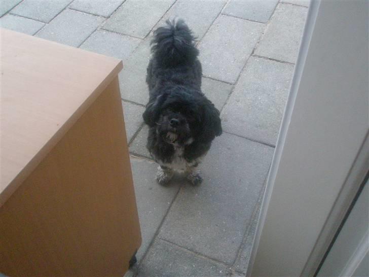 Lhasa apso Bamse - Er det mig der skal ind ? billede 8