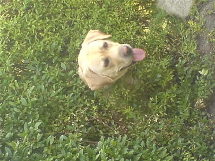 Labrador retriever Nuser billede 2