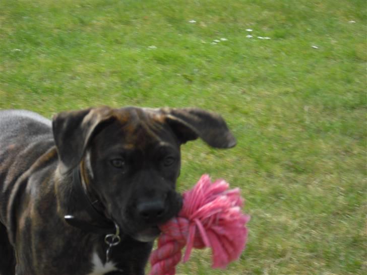 Blanding af racer Chilo billede 9