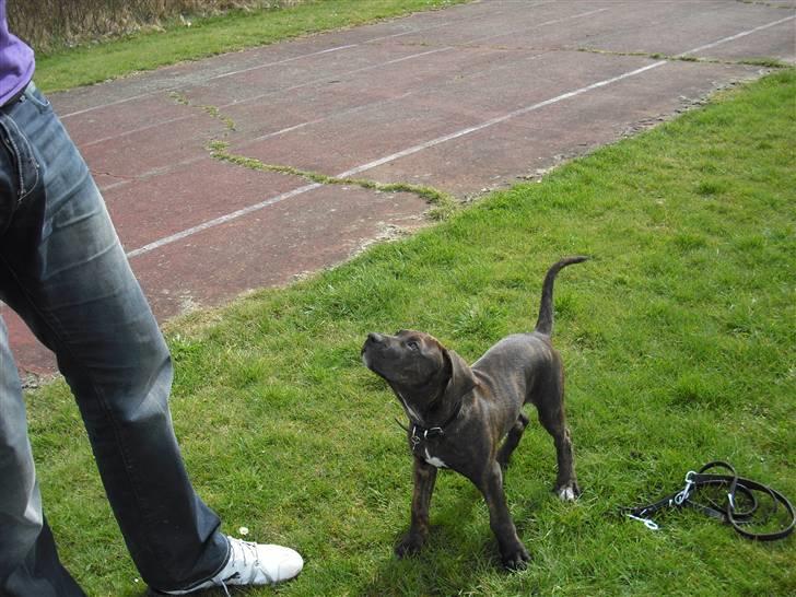 Blanding af racer Chilo billede 10