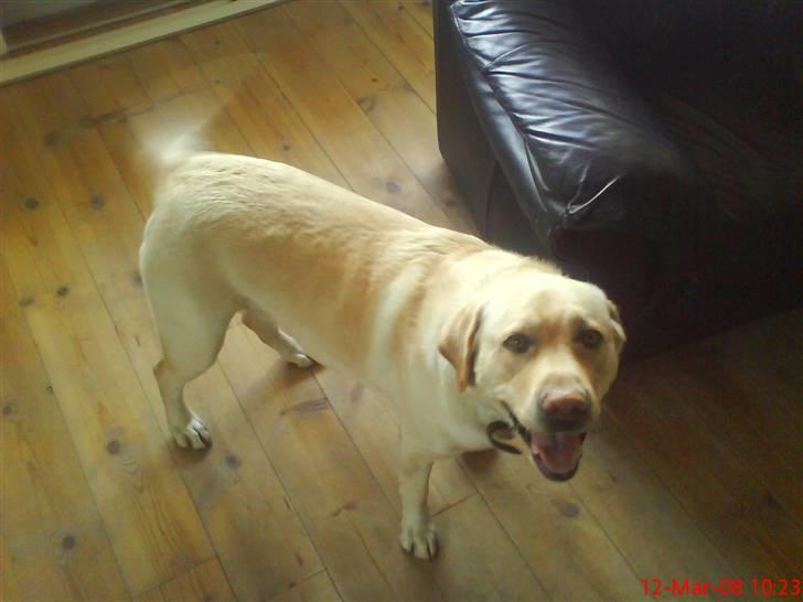Labrador retriever Nuser billede 3