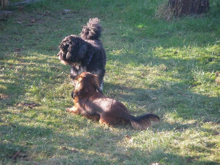 Lhasa apso Bamse - Have hygge hos Tulle pigen ! billede 9