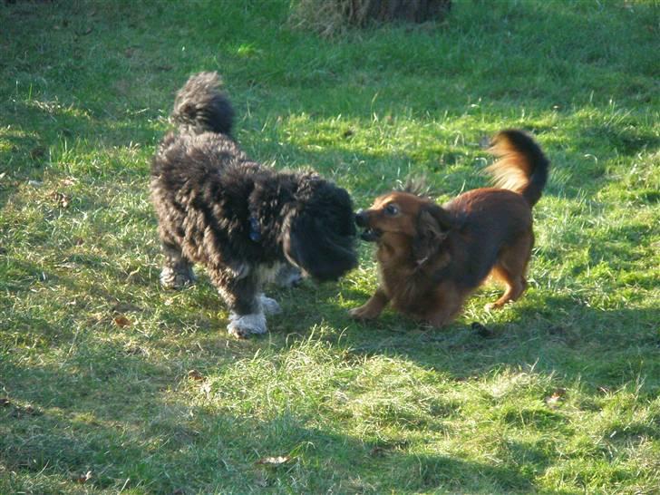 Lhasa apso Bamse - Åhh Tulle sikke flotte tænder du har ! billede 10