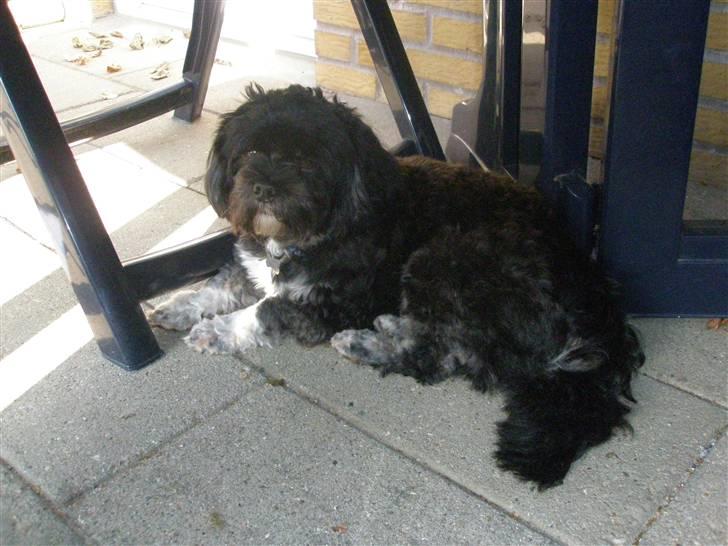 Lhasa apso Bamse - Bamse nyder den danske sommer i skyggen ! billede 11
