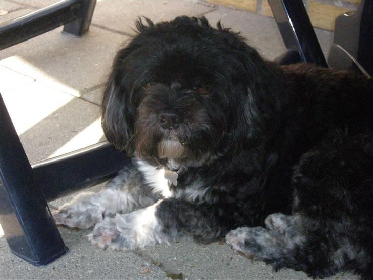 Lhasa apso Bamse - Sommer nydelse ! billede 12