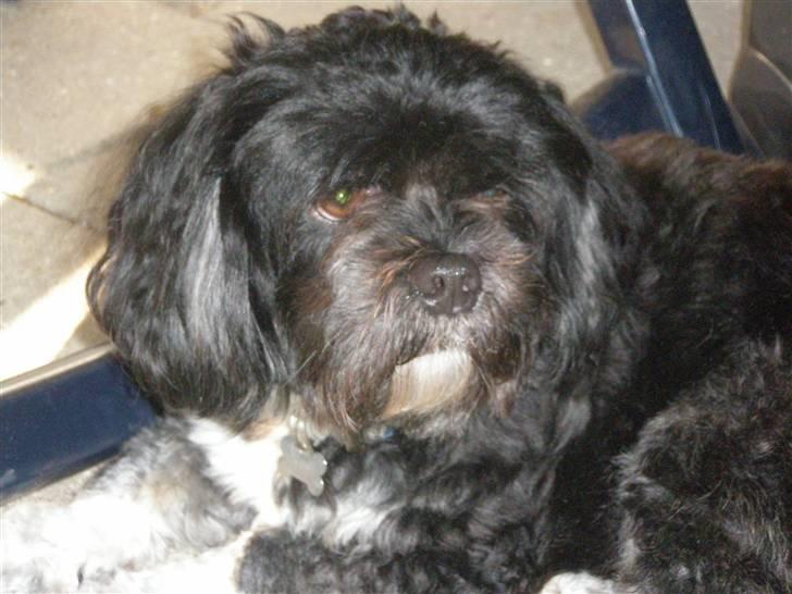 Lhasa apso Bamse - Smuk tæt på og lang fra ! billede 13
