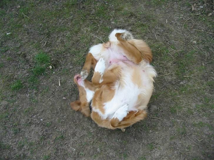 Nova scotia duck tolling retriever Luna - Rulle-kugle-ole billede 18