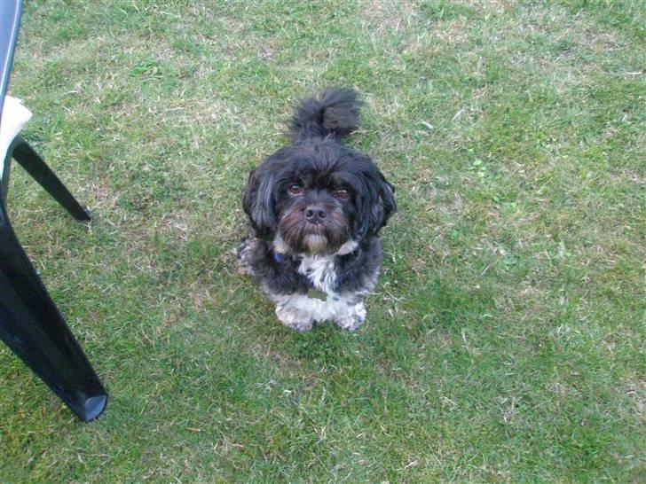 Lhasa apso Bamse - Se mig dybt i øjnene... Bare tænke på at gå tur ! billede 14