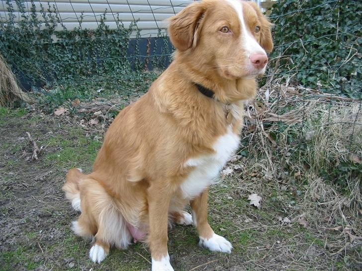 Nova scotia duck tolling retriever Luna - 2009 - påsken billede 19
