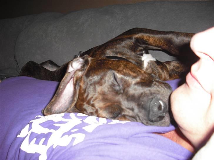 Blanding af racer Chilo billede 11