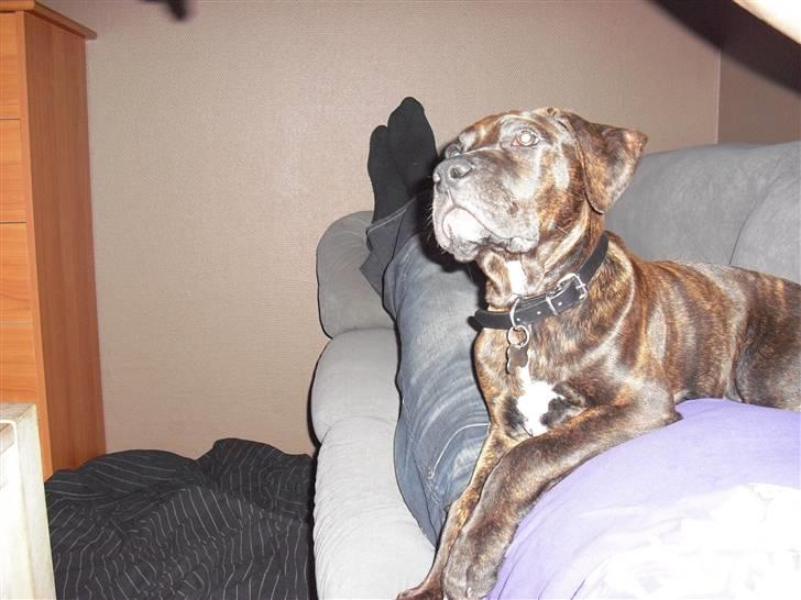 Blanding af racer Chilo billede 12