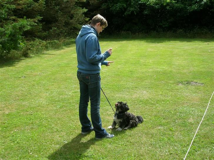 Lhasa apso Bamse - Jeg er klar... alt er muligt for den der lugter godbid ! billede 16
