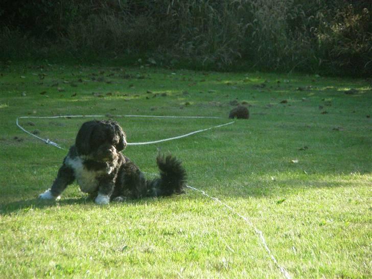 Lhasa apso Bamse - Se jeg har fanget et pindsvin med min snor ! billede 17