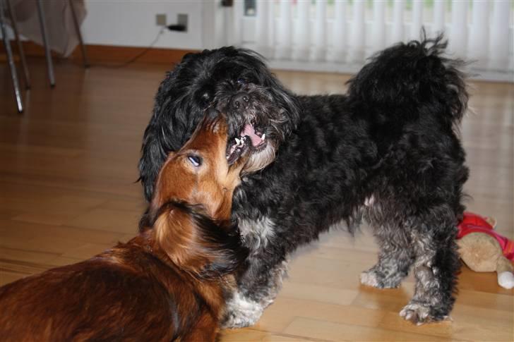 Dværggravhund Tulle RIP november 2012 - Skal vi slås Bamse lamse billede 19