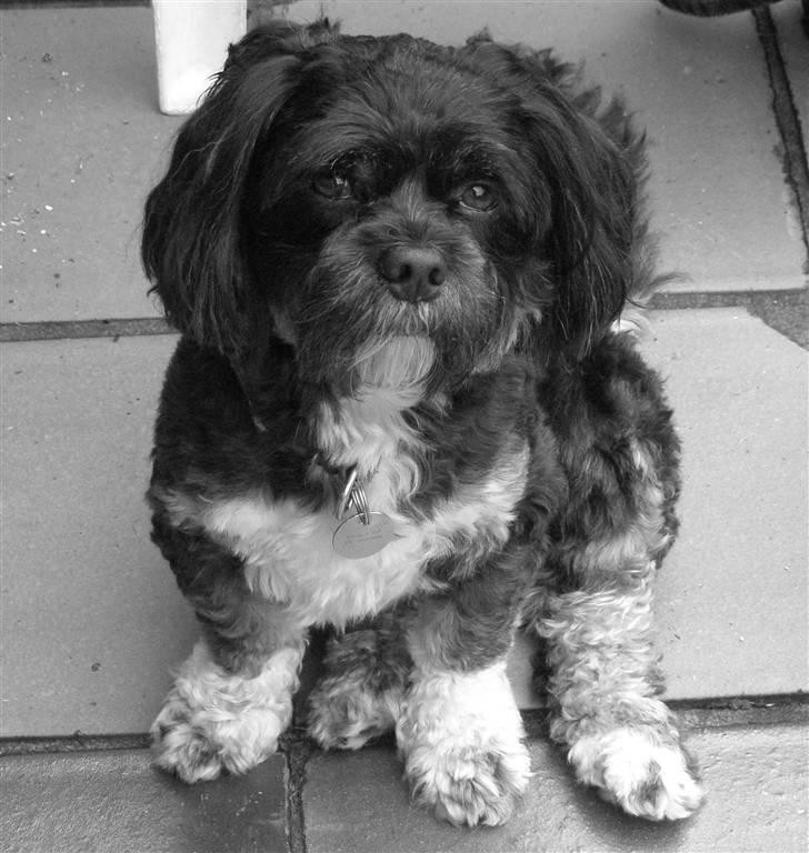 Lhasa apso Bamse - Et bedårende billede af mig Bamse ! billede 18