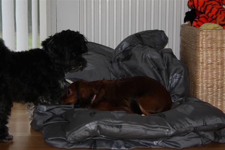 Dværggravhund Tulle RIP november 2012 - Næ næ. Jeg fik dynen først bamse.. billede 20