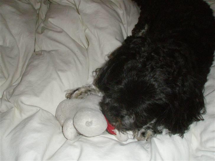 Lhasa apso Bamse - Bamse og hans ynglings Bamse Mou ! billede 20