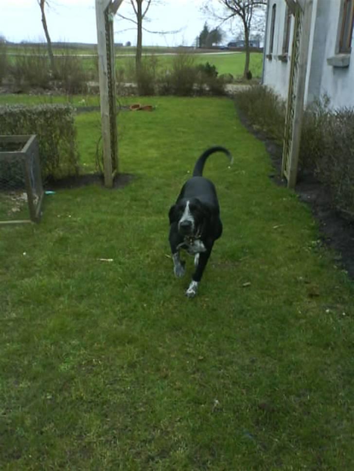 Blanding af racer Mille <3 R.I.P - Mille på vej hen til miig ´!! <´3 billede 13