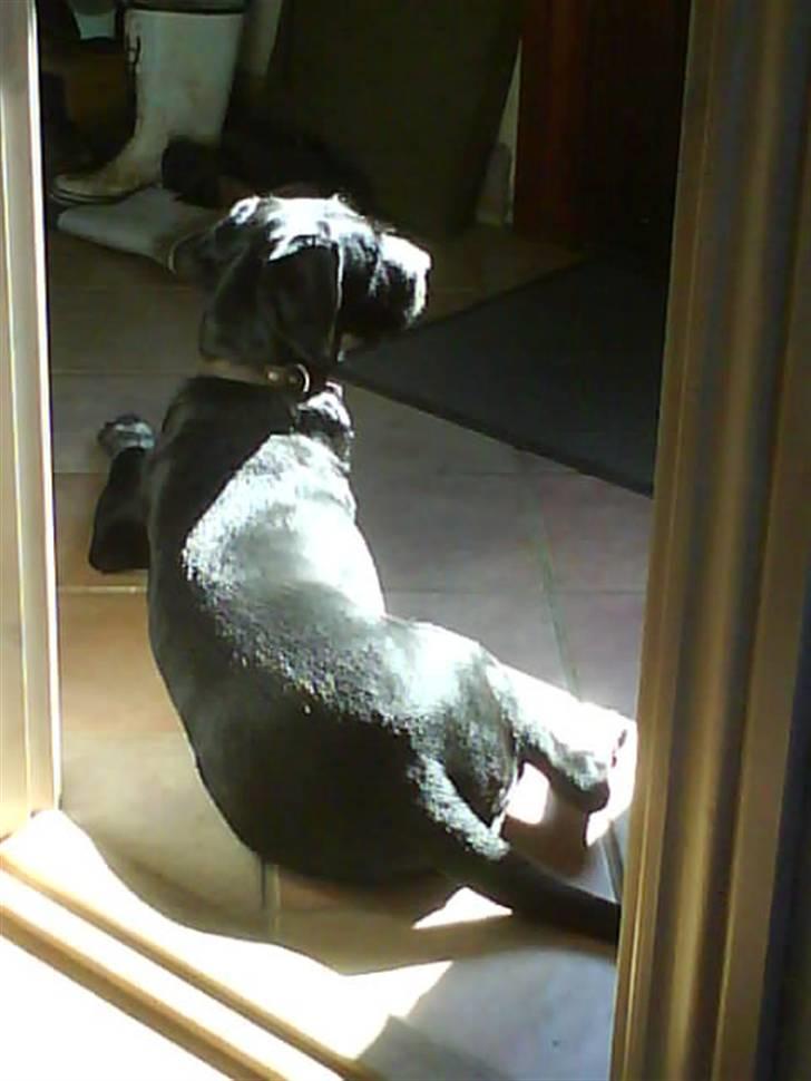 Blanding af racer Mille <3 R.I.P - Mille holder godt øje døren ud til xD billede 14