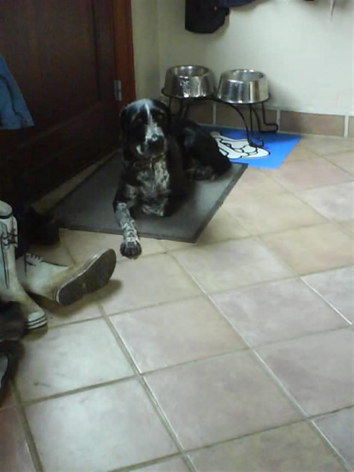 Blanding af racer Mille <3 R.I.P - Mille ligger ved bagdøren<´3 Elsker diiiiig !! billede 15