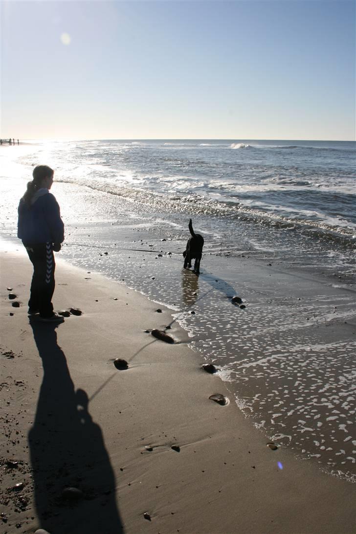 Labrador retriever Zeus  billede 1