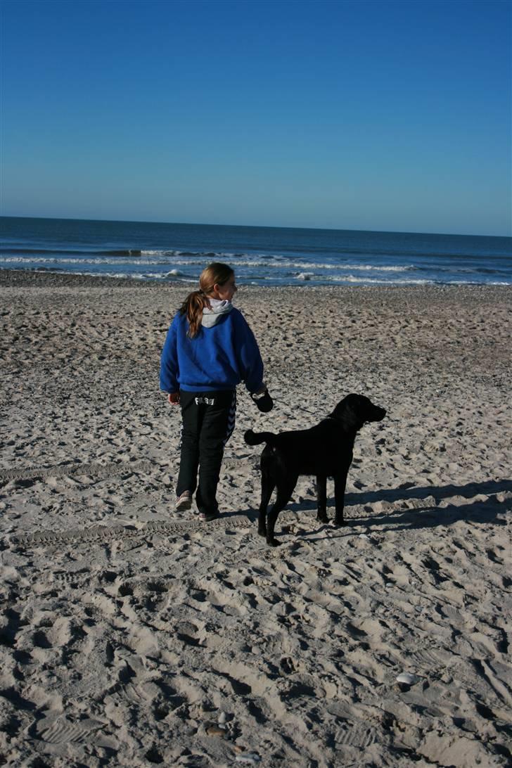 Labrador retriever Zeus  billede 2