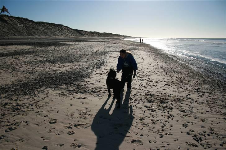 Labrador retriever Zeus  billede 4