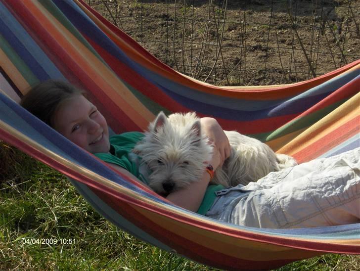 West highland white terrier KIKI - hygge i hængekøjen - Laura og Kiki billede 19