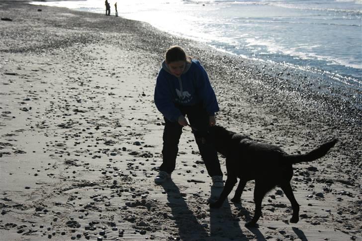 Labrador retriever Zeus  billede 5