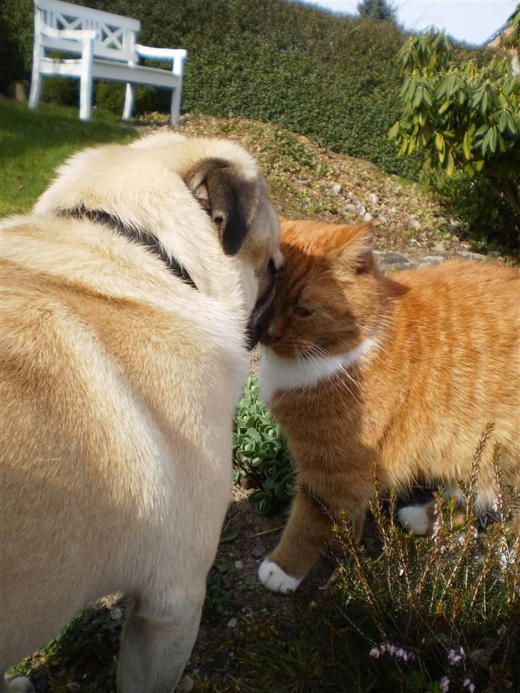 Mops Bertram - Bertram og vores kat Midde. billede 9