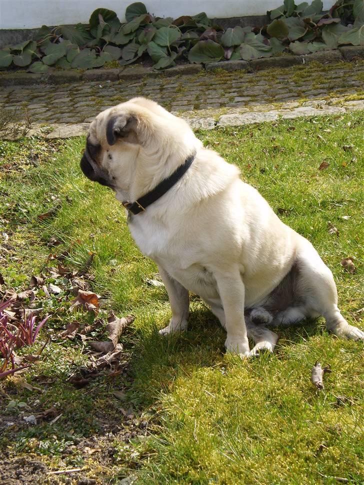 Mops Bertram - Bertram d. 6. april hjemme i haven. billede 10