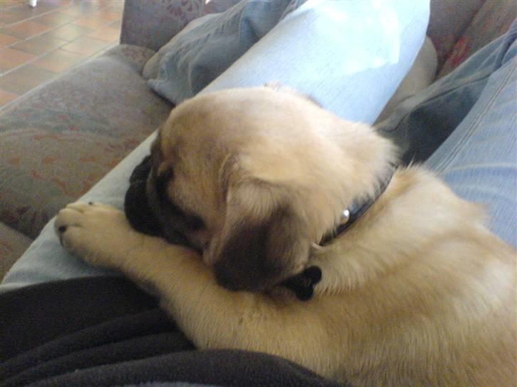 Mops Bertram - Bertram som hvalp. billede 11