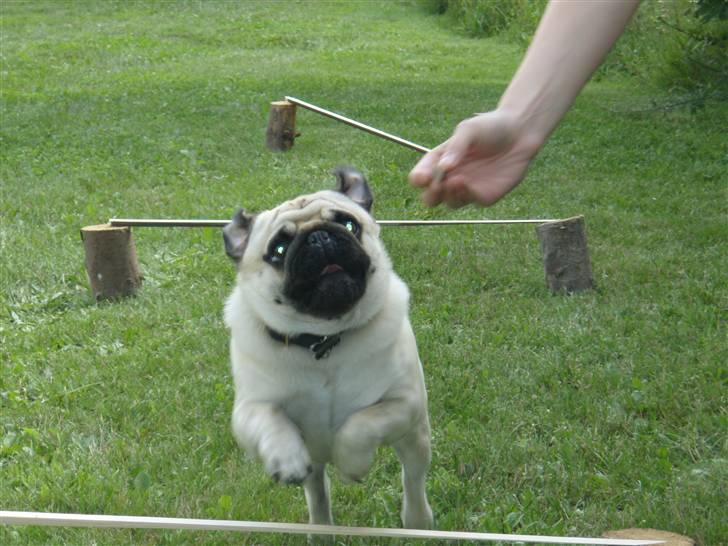 Mops Bertram - Springer efter godbidden ved agility i sommerhuset. Yndefulde hund. billede 12