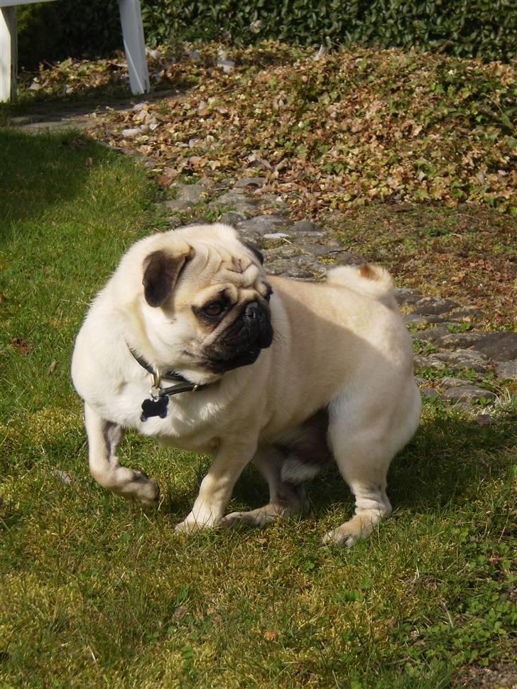 Mops Bertram - Bertram i haven d. 6. april. billede 13