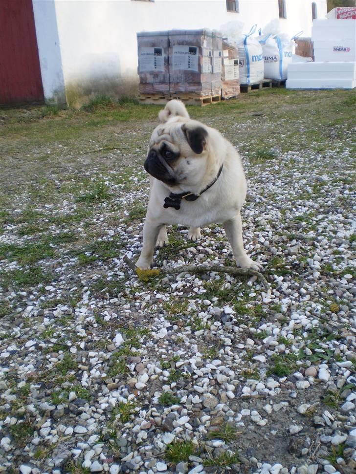 Mops Bertram - "Ramber" forsøger at få nogle til at kaste pinden for ham. billede 14