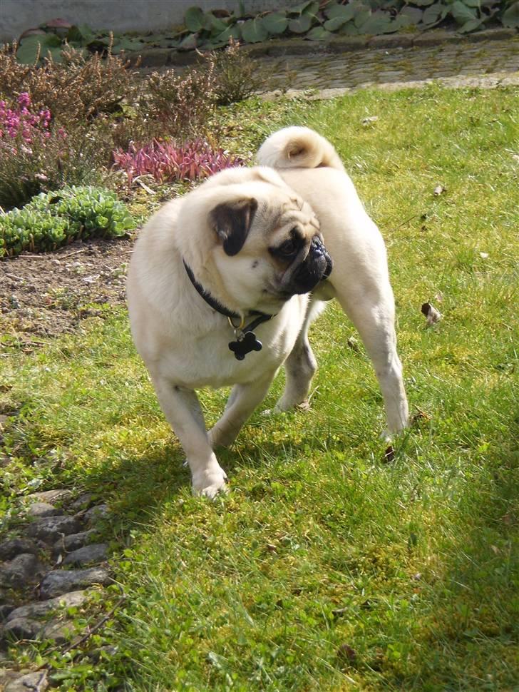 Mops Bertram - I haven d. 6. april. billede 15