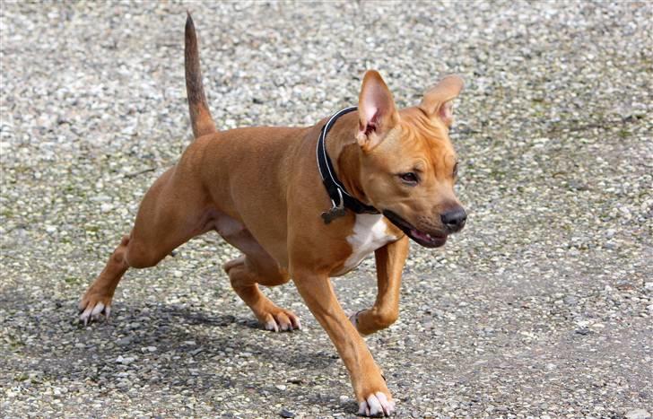 Amerikansk staffordshire terrier Freja billede 18