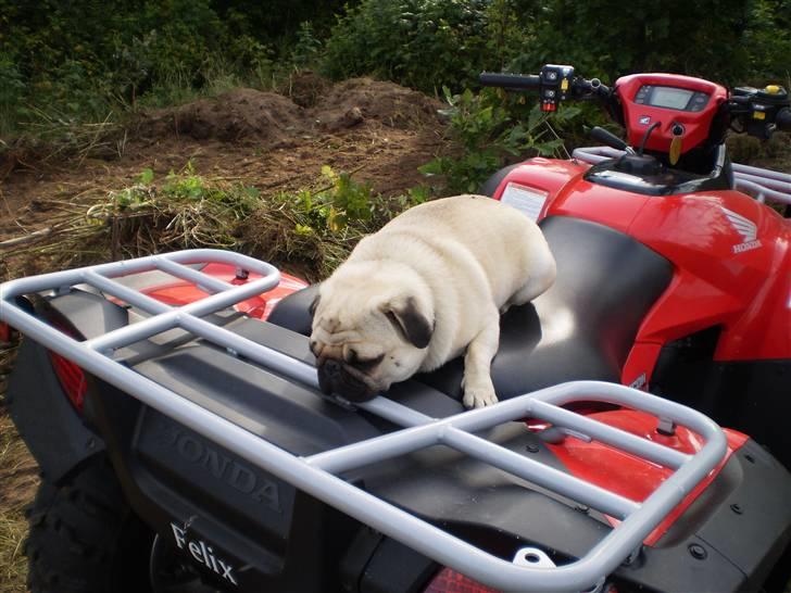 Mops Bertram - Bertram faldet i søvn på ATVén. billede 16