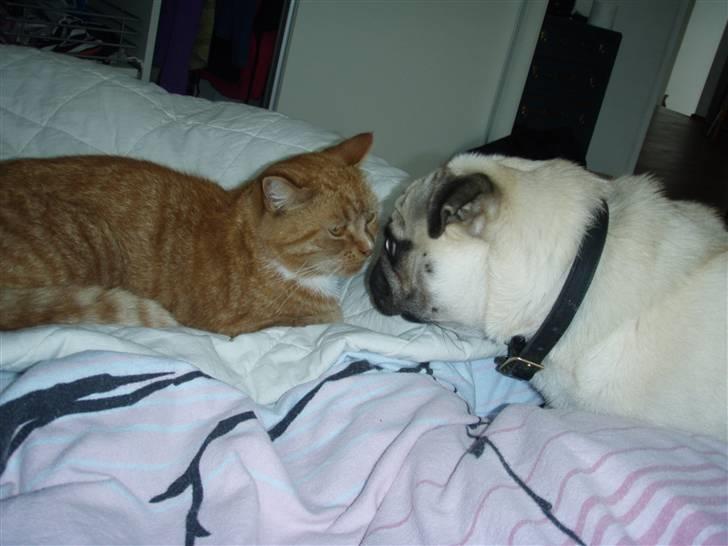 Mops Bertram - Søde Midde og Bertram. billede 17