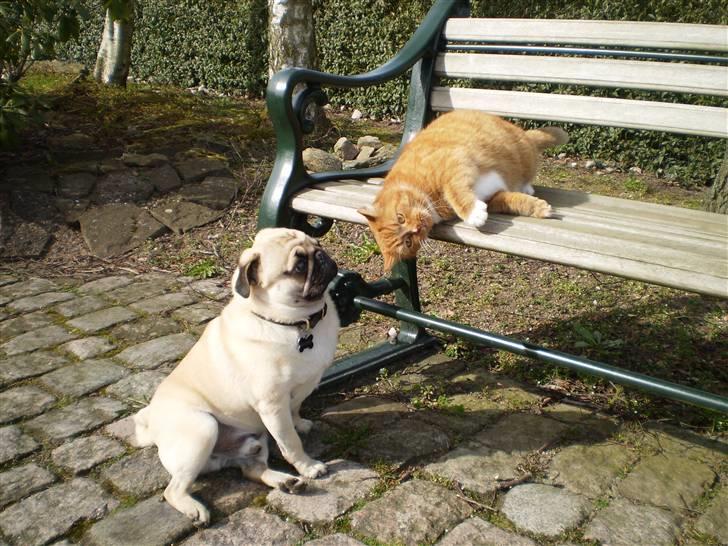 Mops Bertram - Hund og kat imellem d. 6. april. billede 18