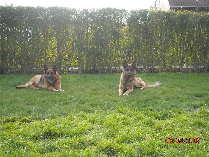 Schæferhund  Akita Nabonas  en hund f billede 18