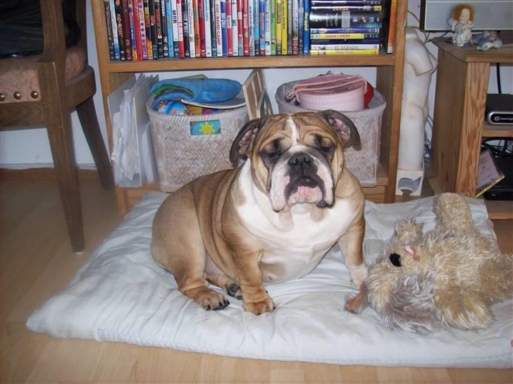 Engelsk bulldog Dixi Gromadka Bubiny *RIP* billede 1