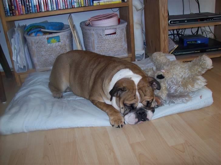 Engelsk bulldog Dixi Gromadka Bubiny *RIP* billede 2