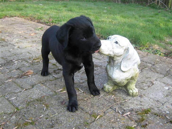 Blanding af racer Balto - "Wow vaps! Hvor lang tid har du stået her?!" Må uvidende Balto tænke. billede 7