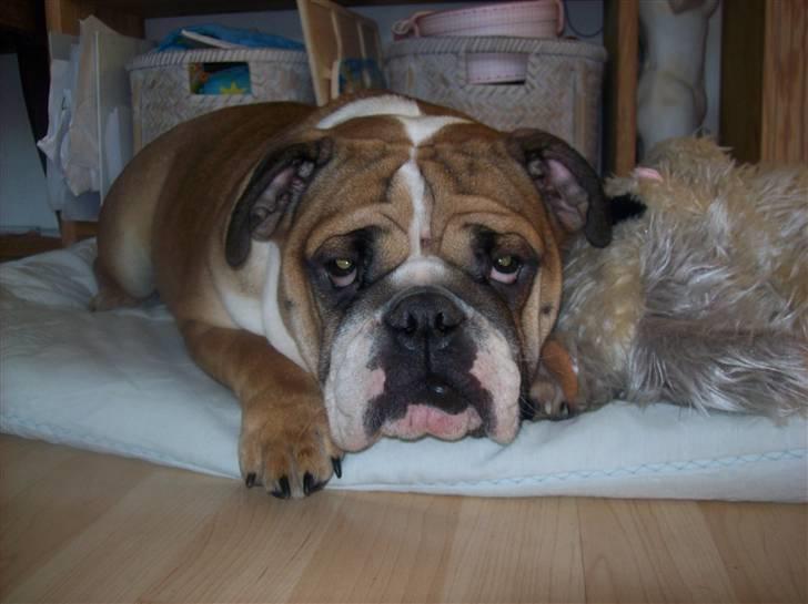 Engelsk bulldog Dixi Gromadka Bubiny *RIP* billede 3