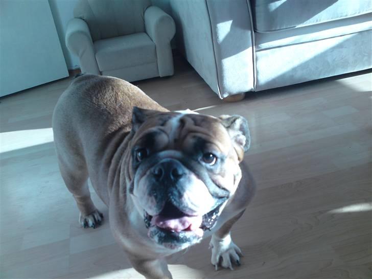 Engelsk bulldog Dixi Gromadka Bubiny *RIP* billede 4