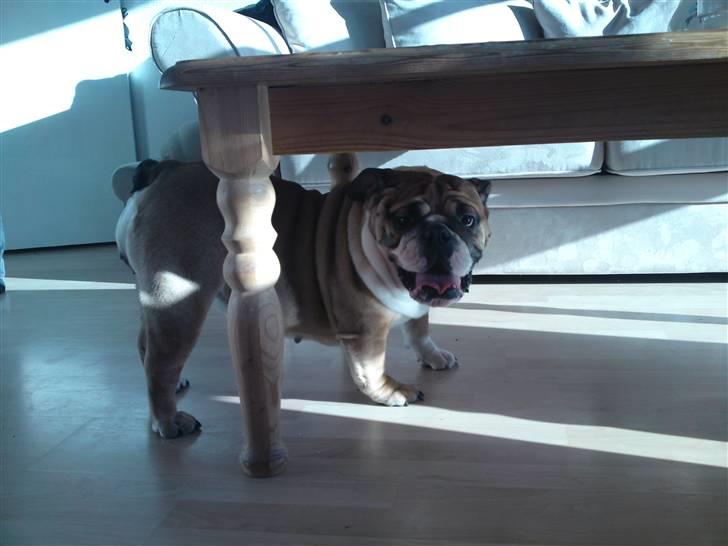 Engelsk bulldog Dixi Gromadka Bubiny *RIP* billede 5